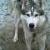 Virgo (des Loups de la Toundra)
