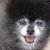 Pippin R.I.P. March, 08, 2008