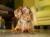 Mani­