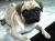Pugsley 