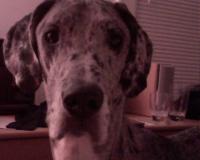 Lola