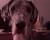 Lola