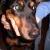 Brandy