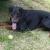 Cooper