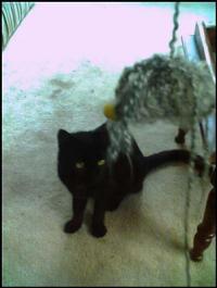 Drusilla