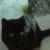 Drusilla