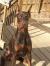Bodhi